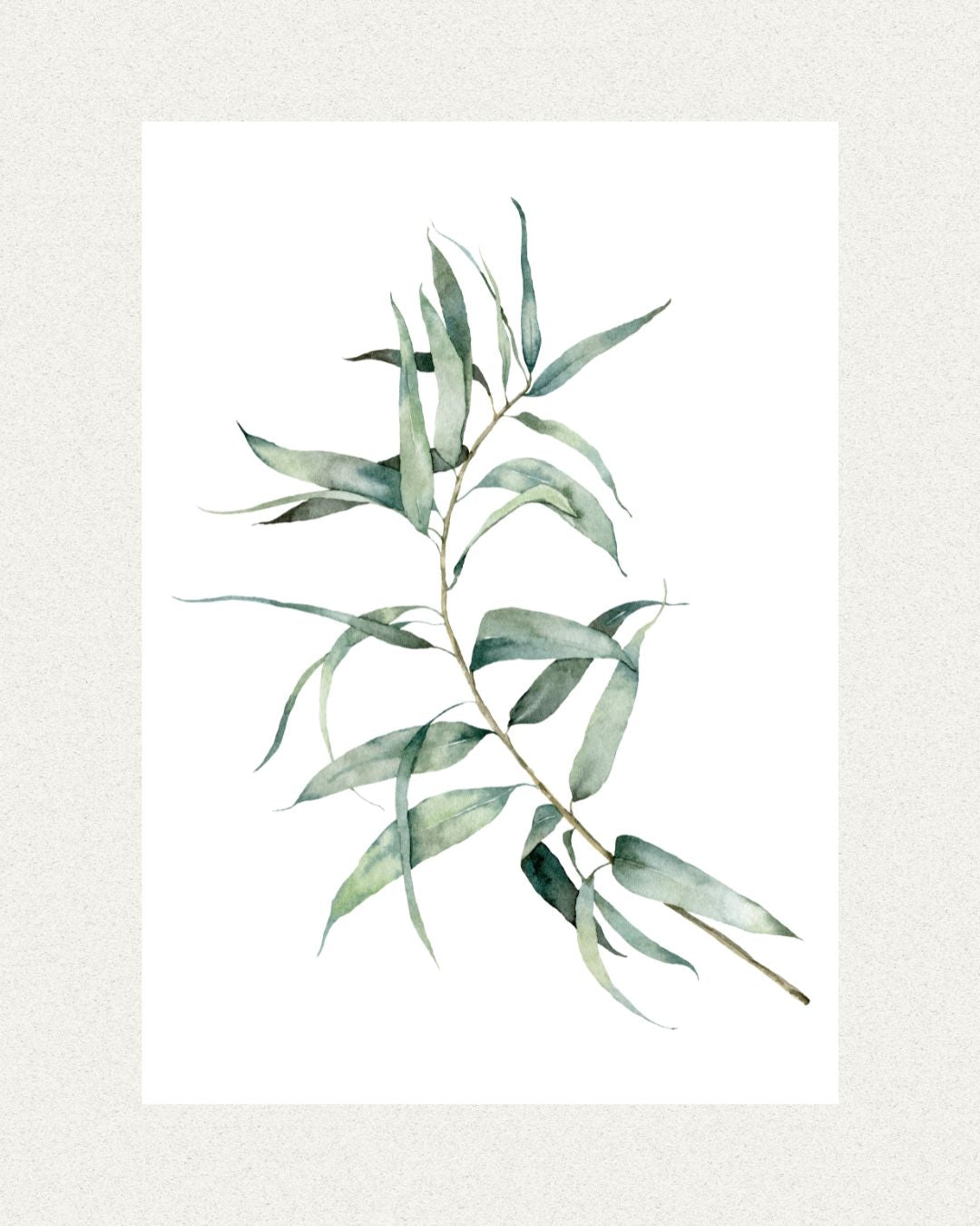 Dainty Eucalyptus  Poster