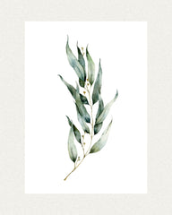 Dainty Green Eucalyptus  Poster